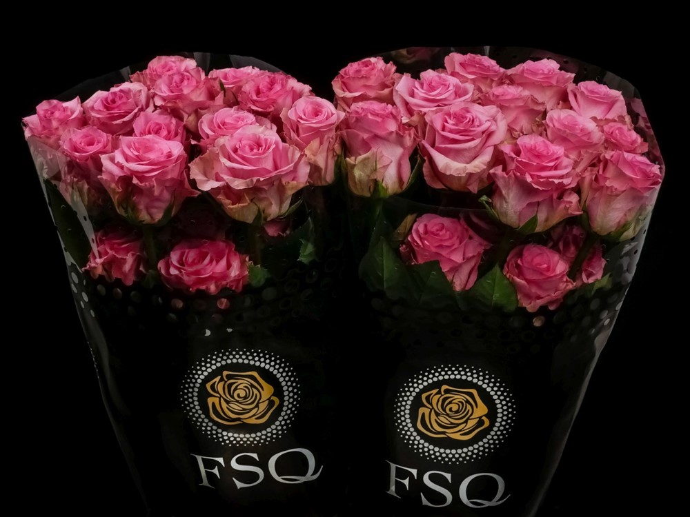 ENJOY a Pink rose from Ecuador